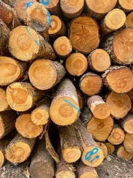 Stack of Cut Pine Logs Stock Photos