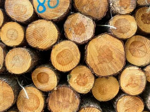 Stack of Cut Pine Logs Stock Photos