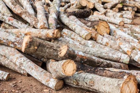 Stack of cut rubber tree Stock Photos