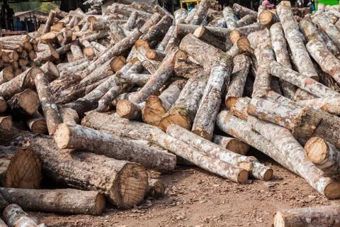 Stack of cut rubber tree Stock Photos