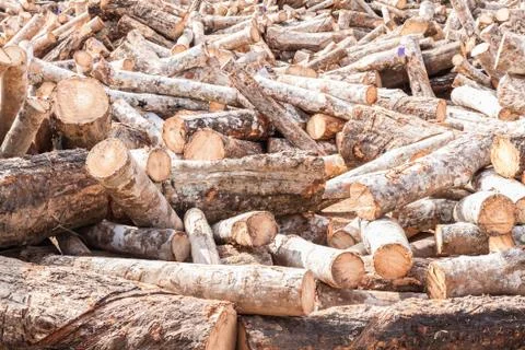 Stack of cut rubber tree Stock Photos