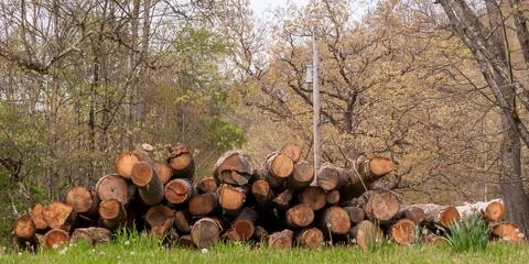 A stack of cut timber to be used for fire wood Stock Photos