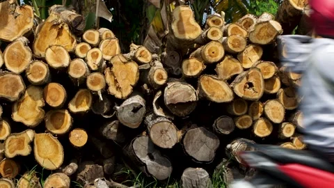 Stack of cut timber logs showing circular cross section pattern in lumber y.. Stock Footage 344802652