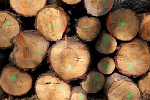 A stack of cut timber Stock Photos
