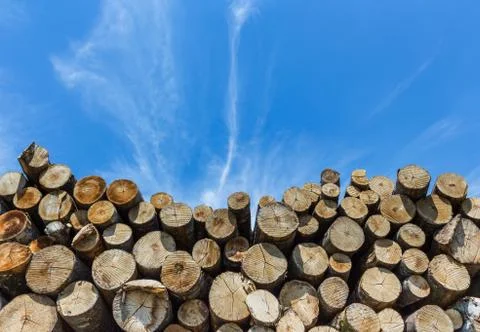 Stack of cut timber. Stock Photos