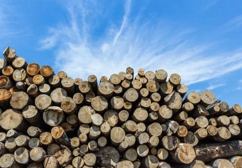 Stack of cut timber Stock Photos