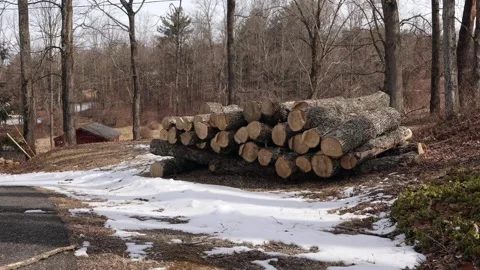 Stack of cut tree logs Stock Footage 270095505