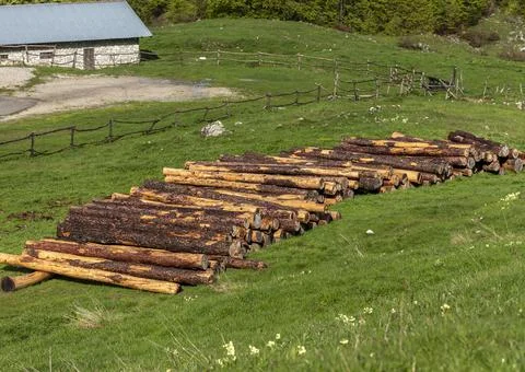 A stack of cut tree trunks Stock Photos