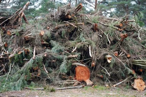 Stack of cut trees in the middle of woodland 库存照片