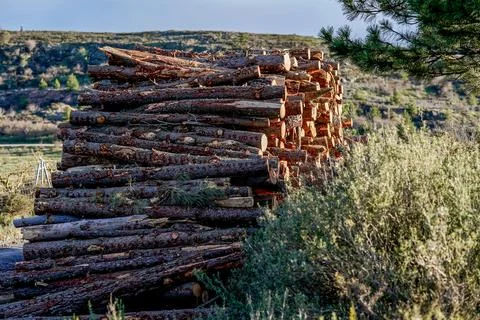 Stack of cut wood logs in the field for industrial use Photos