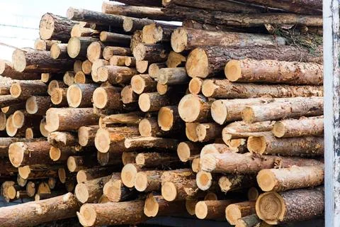 Stack of cut wood logs in a pile for construction or fire Fotos de archivo