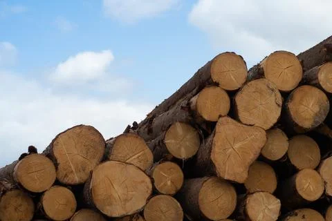 A stack of Cut Wooden Logs against a blue sky Foto stock