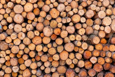 Stack of cut wooden logs in the forest Photos