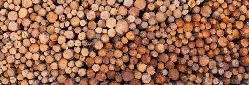 Stack of cut wooden logs in the forest Фото