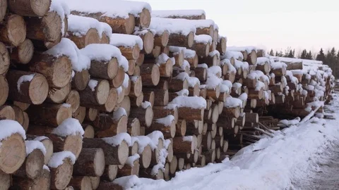 Stack of cutted trees covered in snow on winter day Stock Footage 85212012