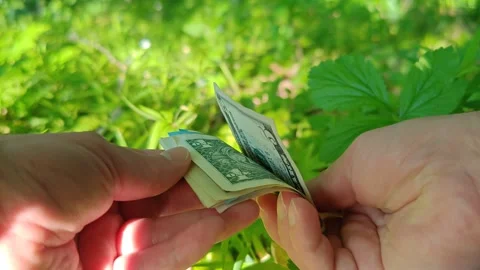 A stack of dollars in a man's hands against a natural backdrop Stock Footage 334957369