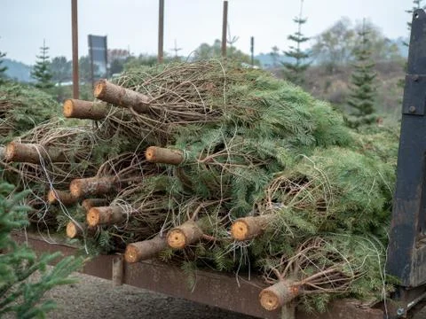 Stack of douglas fir trees resting on the back of a truck at Christmas market Stock Photos