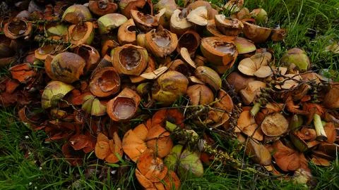 Stack of Dried Coconut Shells in a Natural Setting Stock Photos