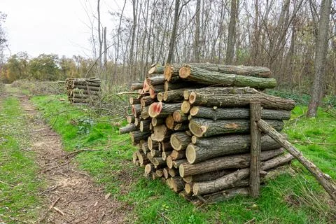 Stack of dried firewood of birch wood Stock Photos
