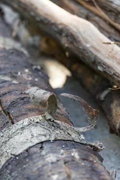 Stack of dry firewood logs close up Foto stock