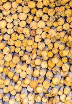 Stack of dry firewood Stock Photos