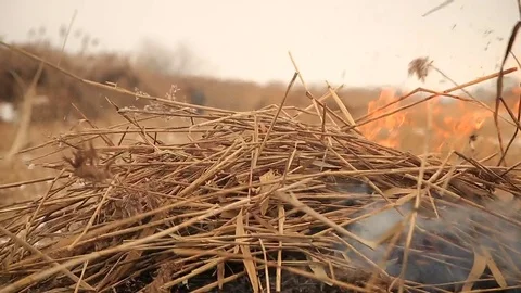 Stack of dry grass on fire Stock Footage 82401564