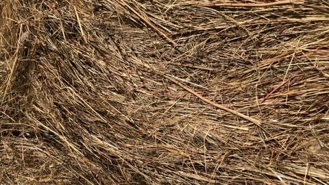 Stack of dry hay in the village Stock Footage 116468004