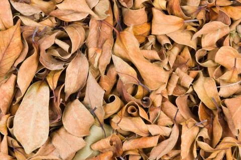 Stack of dry leaves in winter Fotos Stock