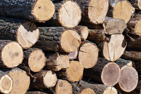 A stack of dry logs Stock Photos