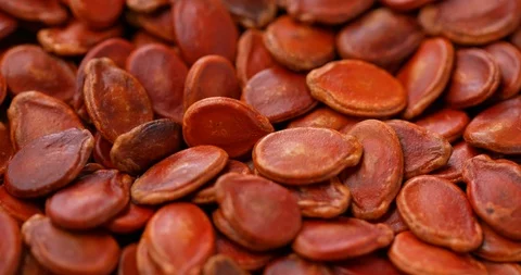 Stack of dry red melon seed for lunar new year Stock Footage 106647293