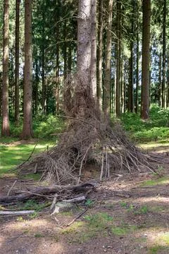 Stack of dry tree branches and twigs on the ground in the woodland Stock Photos