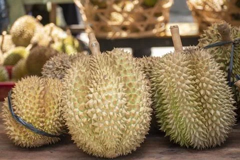 Stack of durian fruits with sharp thorny husks Foto stock