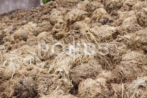 Stack of elephants dung. Stock Photos