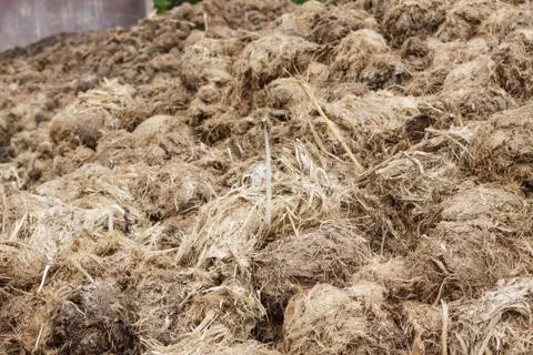 Stack of elephants dung. Stock Photos