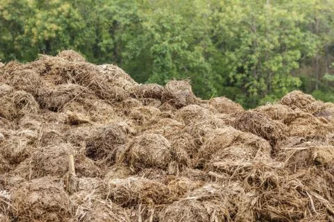 Stack of elephants excrement. Stock Photos