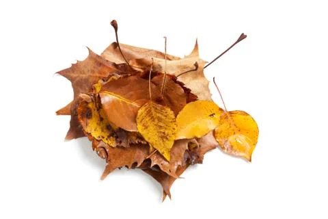 Stack of fall leaves on white Stock Photos