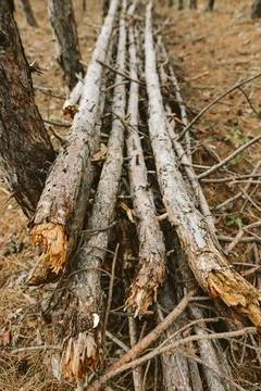 Stack of fallen tree trunks in forest Stock Photos