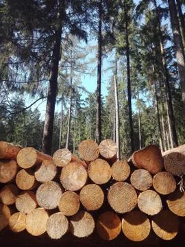 Stack of felled tree trunks against a forest background 스톡 사진