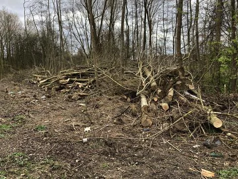 Stack of felled trees in the forest Stock-Fotos
