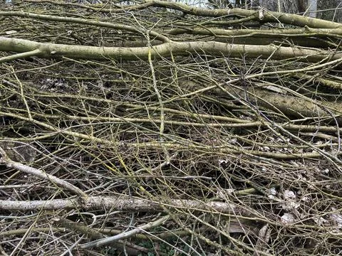 Stack of felled trees in the forest Stock-Fotos