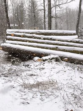 A stack of felled trees in a winter forest during a snowfall 스톡 사진