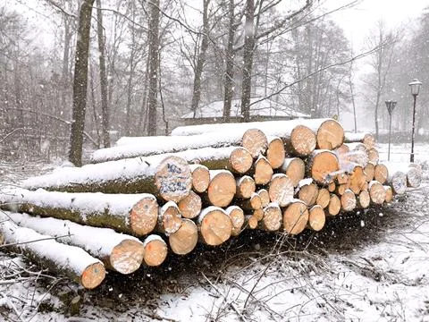 A stack of felled trees in a winter forest during a snowfall Stock Photos
