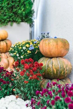 A stack of festive pumpkins at the home yard Stock Photos