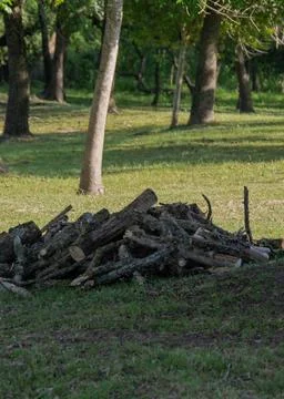 Stack of firewood at forest gallery, los cerrillos, canelones uruguay Stock Photos