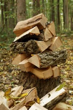 A stack of firewood in a forest. Stock Photos