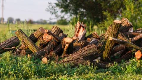 Stack of firewood in garden on the grass Stock Photos
