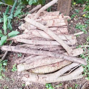 Stack of Firewood Logs and Timber on Ground in Natural Outdoor Setting Stock Photos