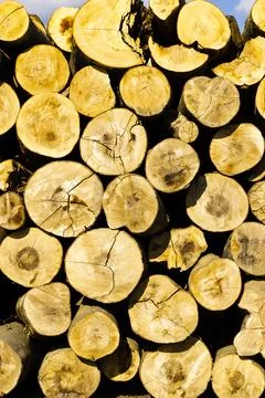Stack of firewood logs creating beautiful natural pattern under blue sky Stock Photos