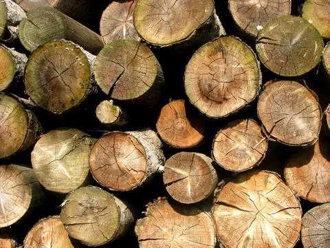 Stack of firewood Stock Photos