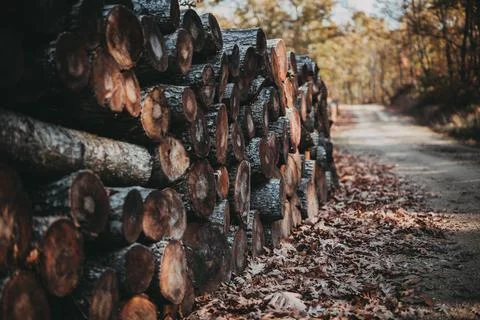 Stack of firewood Stock Photos